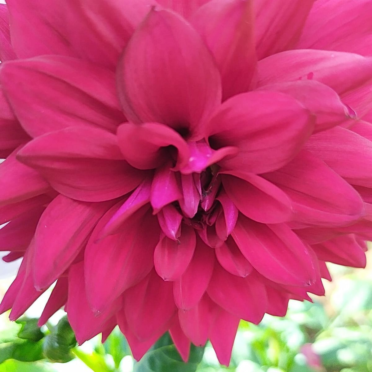 Dahlia- Tony's Deb (Tuber)